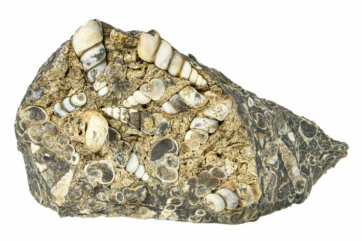 Fossil Freshwater Snails (Elimia) In Limestone - Wyoming #292082